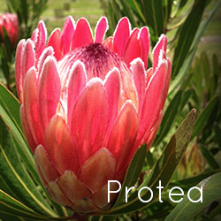 Protea